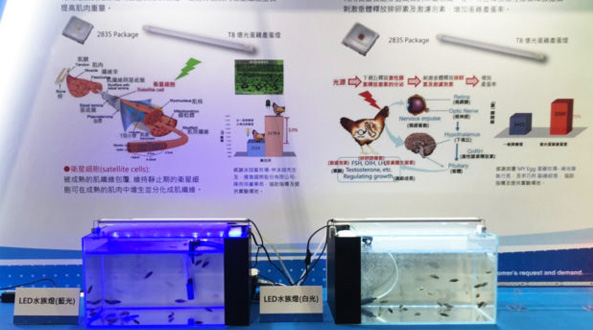 億光與臺大團(tuán)隊研發(fā)出石斑魚專用LED燈具